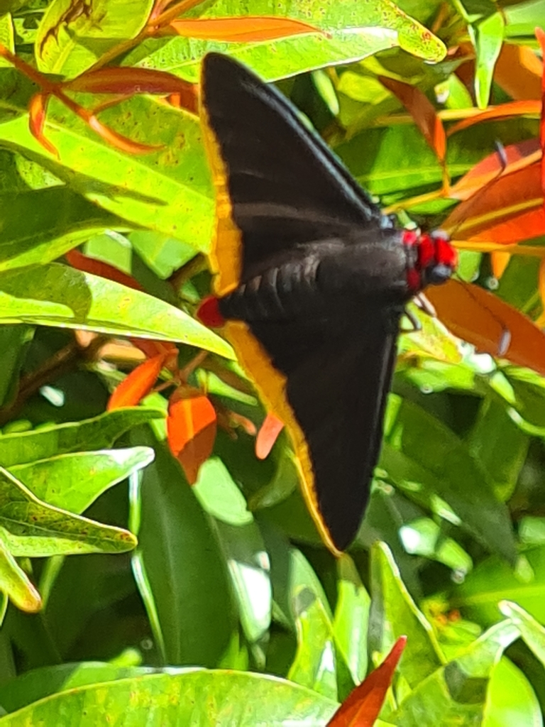 Yellow-edged Firetip
