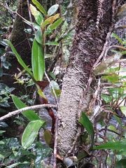 Bulbophyllum coriophorum image