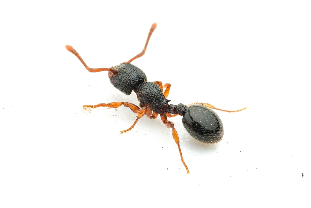 Mite-eating Ants