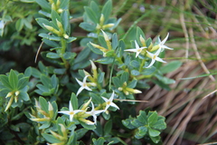 Daphne oleoides