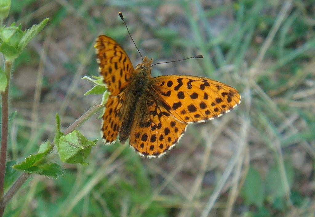 Boloria gong