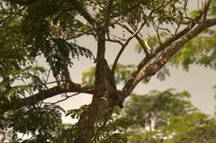 Kaupifalco monogrammicus