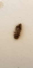 Bostrichoidea