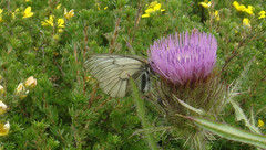 Parnassius stubbendorfii
