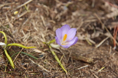 Crocus veluchensis