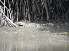 Crocodylus suchus
