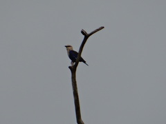 Coracias cyanogaster