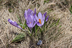 Crocus veluchensis