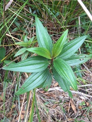 Melastoma sanguineum