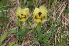 Iris reichenbachii
