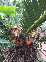 Cycas