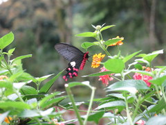 Byasa polyeuctes termessus