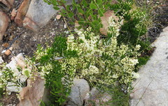 Asparagus lignosus