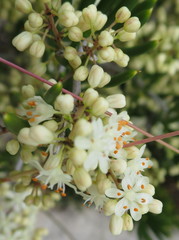 Asparagus lignosus