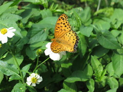 Argynnis hyperbius hyperbius