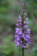 Dactylorhiza saccifera