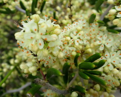 Asparagus lignosus