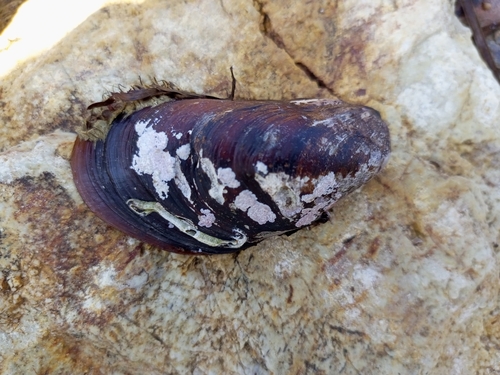 Kurile Horse Mussel