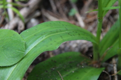 Dactylorhiza saccifera