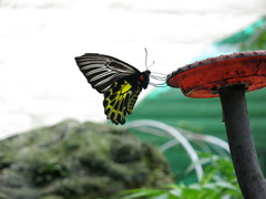 Troides aeacus formosanus