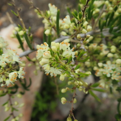 Asparagus lignosus