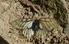 Parnassius glacialis