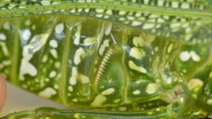 Physemacris variolosa