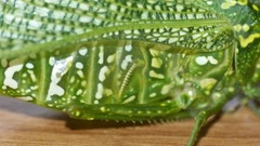 Physemacris variolosa