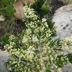 Asparagus lignosus