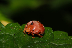 Diekeana admirabilis