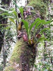 Bulbophyllum occlusum image