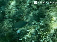 Diplodus annularis