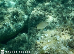 Diplodus annularis
