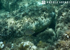Diplodus annularis