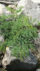 Angiospermae