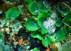 Dictyosphaeria sericea