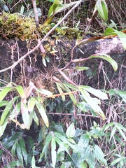 Bulbophyllum auriflorum image