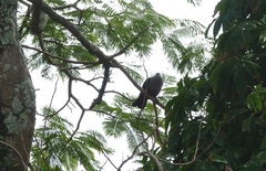 Ducula pacifica