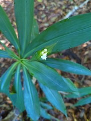 Tradescantia zanonia image