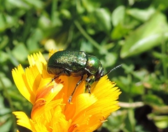 Cryptocephalus aureolus