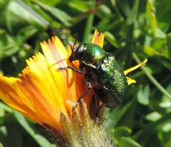 Cryptocephalus aureolus