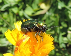 Cryptocephalus aureolus