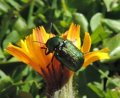 Cryptocephalus aureolus
