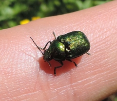 Cryptocephalus aureolus