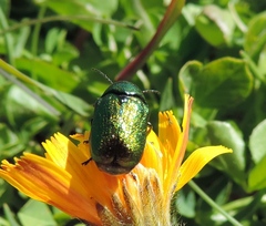 Cryptocephalus aureolus