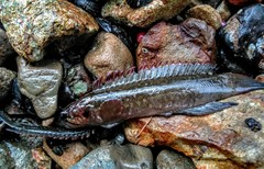 Acanthoclinus fuscus