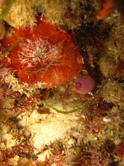 Sonderophycus coriaceus