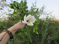 Gardenia cornuta