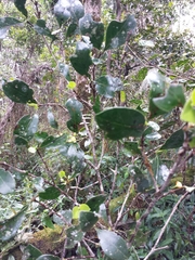 Peponidium