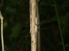 Anolis polylepis